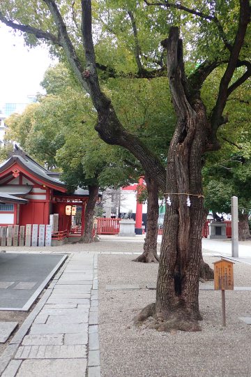 御霊神社 - 御神木の楠