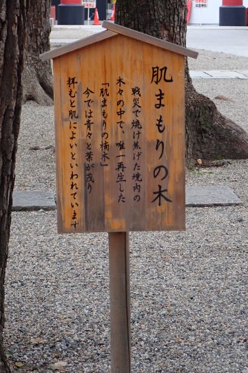 御霊神社 - 肌まもりの木
